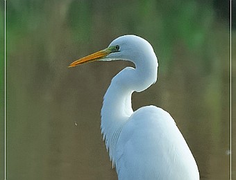 Animali 176